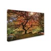 Trademark Fine Art Moises Levy 'The Tree Horizontal' Canvas Art, 30x47 ALI6047-C3047GG